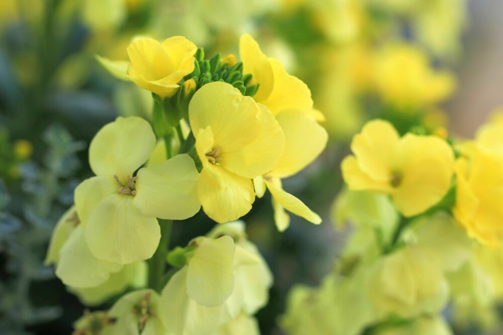 黄色いエリシマムの花