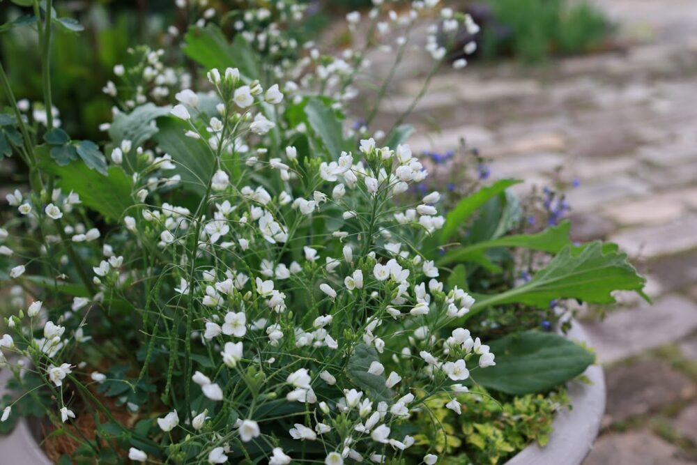 白い小花を咲かせるヘリオフィラ