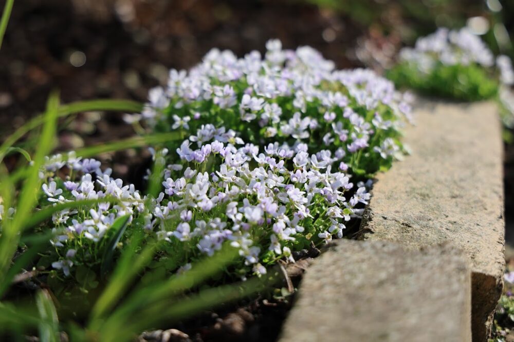 イオノプシジウムの花