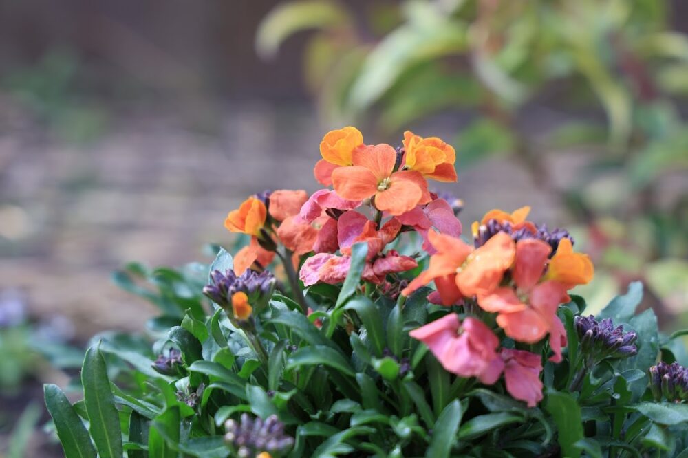 オレンジ色の花を咲かせるエリシマム