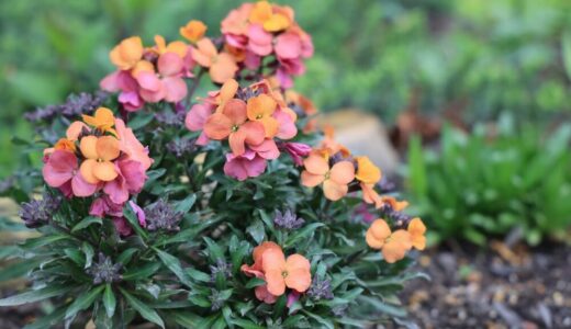 エリシマム（チェイランサス）の育て方｜用土・肥料・増やし方から夏越し・冬越しまで