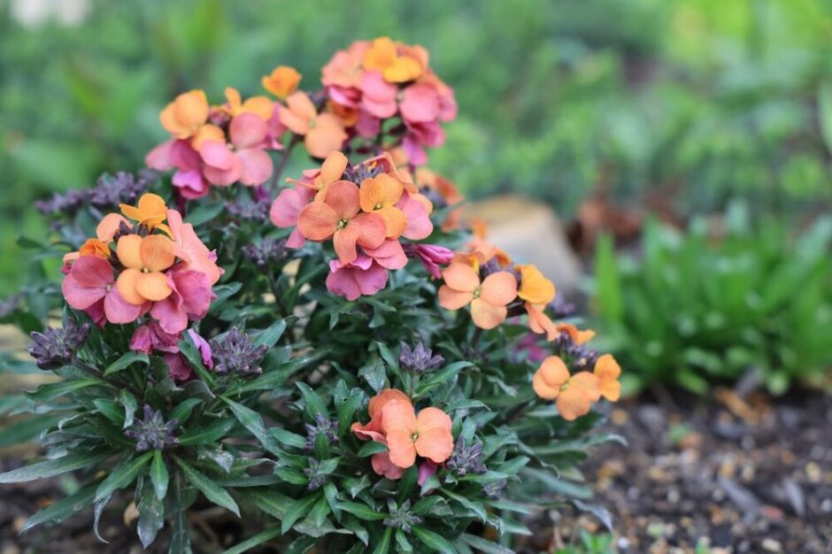 エリシマムの花