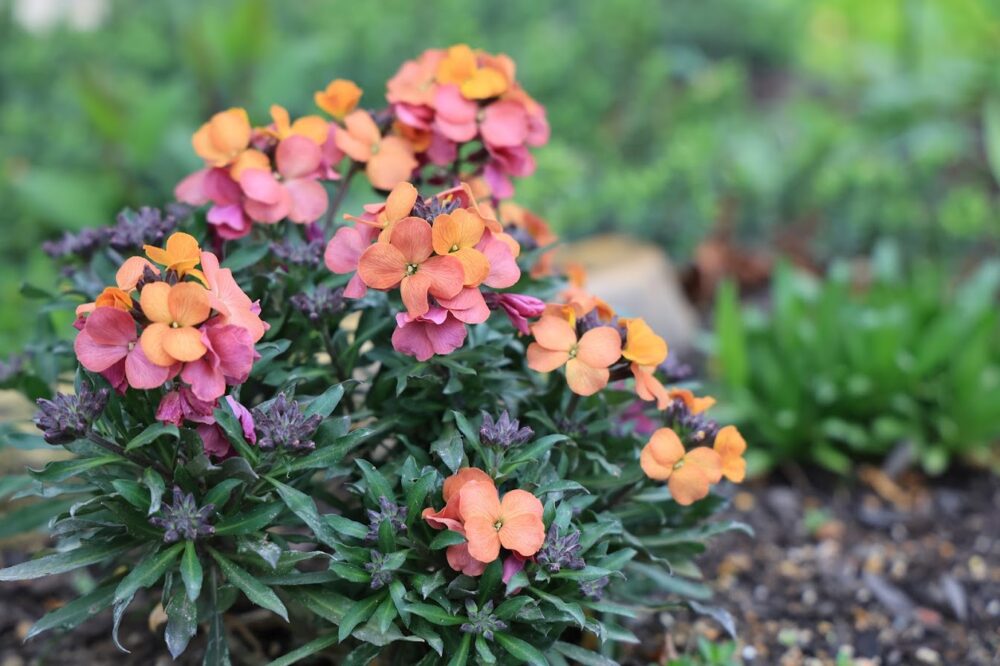 オレンジ色のエリシマムの花