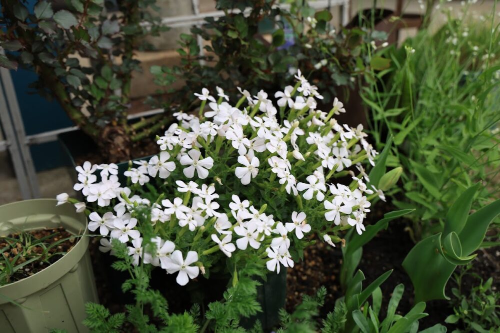 シレネ・カロリニアナの白い花