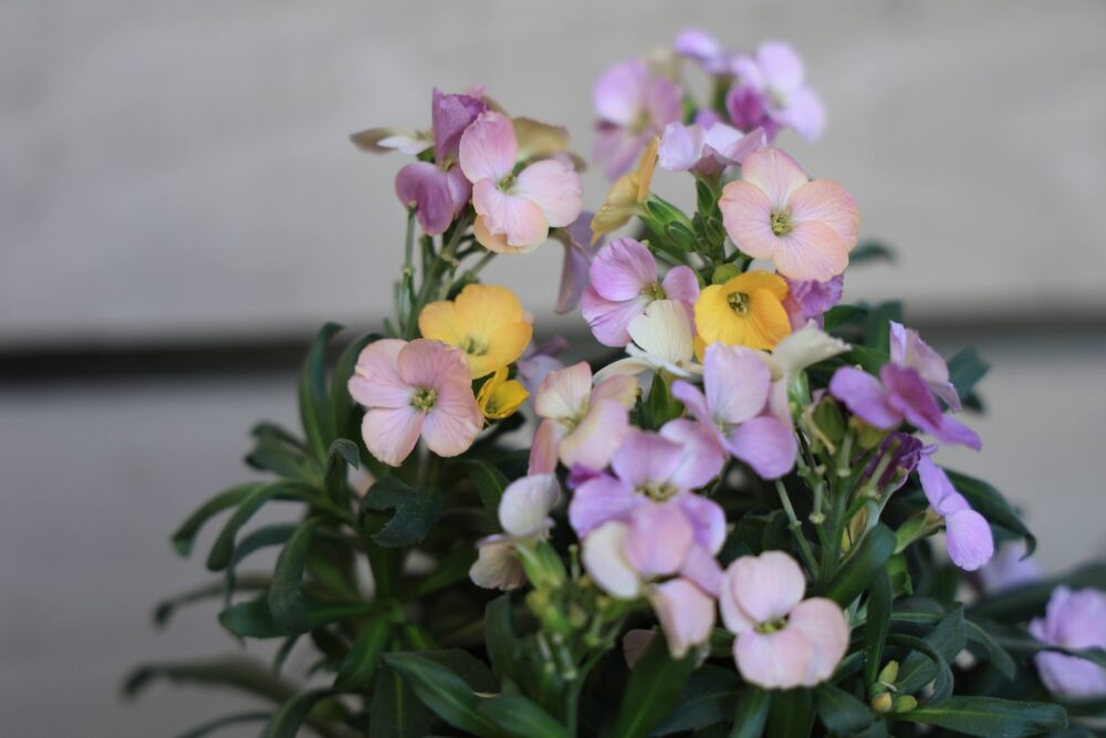 エリシマム(チェイランサス)のピンクの花