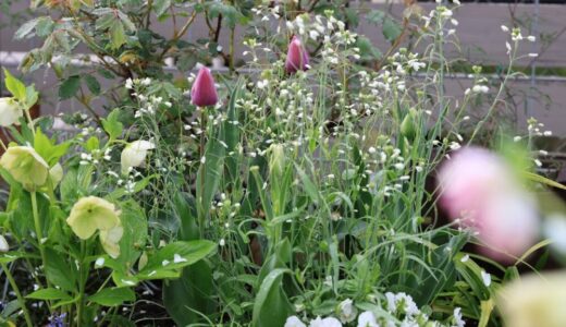 白い小花のリレーで作る庭：季節を繋ぎ、主役を引き立てる名脇役たち