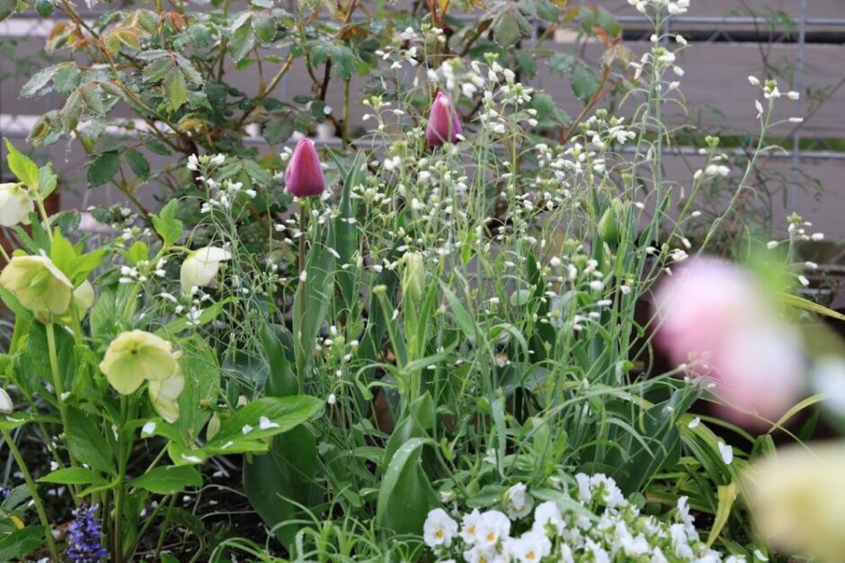 花壇の中で咲くヘリオフィラの白い花