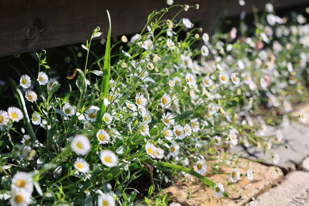 こぼれ種で育ったエリゲロン