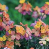 オレンジ色のエリシマム