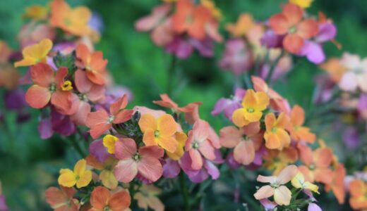 エリシマム（チェイランサス）の育て方｜用土・肥料・増やし方から夏越し・冬越しまで