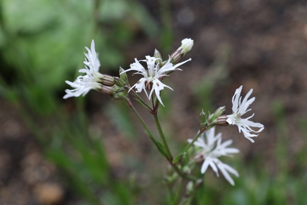 リクニスフロスククリ・ホワイトロビン