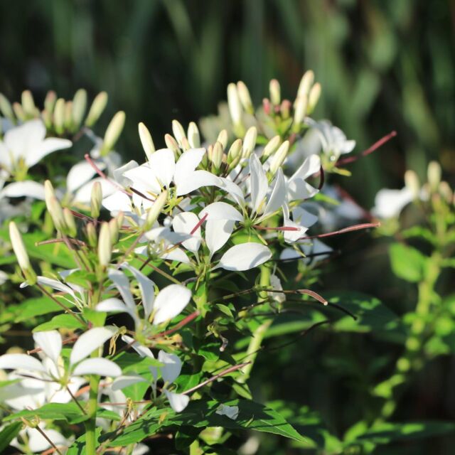 クレオメの特徴や育て方 夏の花壇に最適 暑さに強い一年草 初心者さんにおすすめ 小さな庭でも叶えられる簡単ガーデニングブログ