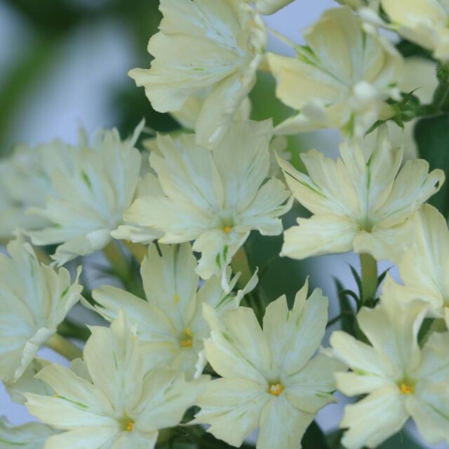 ロニセラ レモンビューティーの育て方 寄せ植え 花壇におすすめの低木 初心者さんにおすすめ 小さな庭でも叶えられる簡単ガーデニングブログ