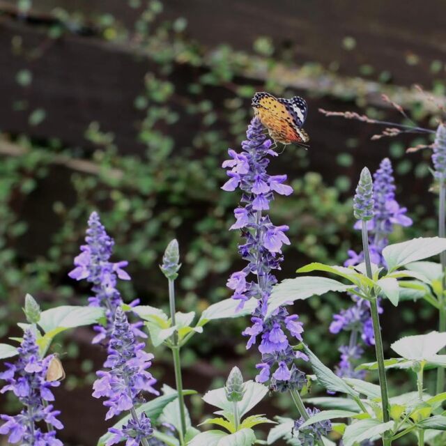 一年目のエキナセアに花が咲かない という問題を おぎはら植物園さんに質問してみました ゆるっとガーデニング