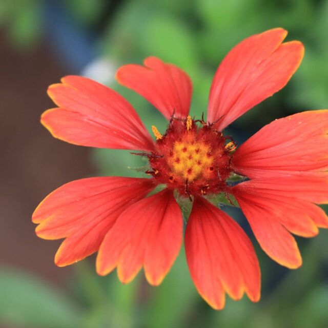 一年目のエキナセアに花が咲かない という問題を おぎはら植物園さんに質問してみました ゆるっとガーデニング