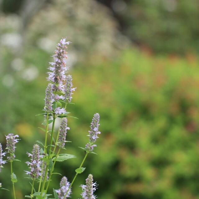 ビオラ ラブラドリカの育て方 シックな葉色と可憐な花が魅力の多年草 ゆるっとガーデニング