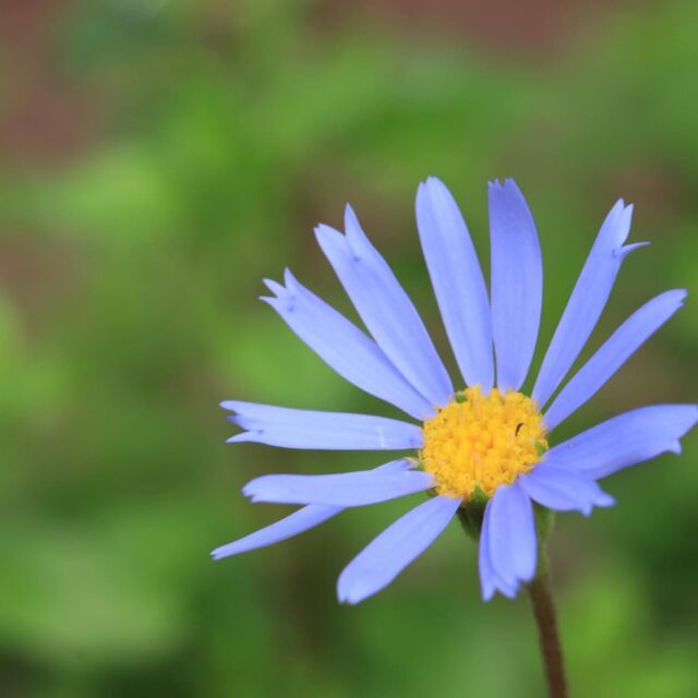 ビオラ ラブラドリカの育て方 シックな葉色と可憐な花が魅力の多年草 ゆるっとガーデニング