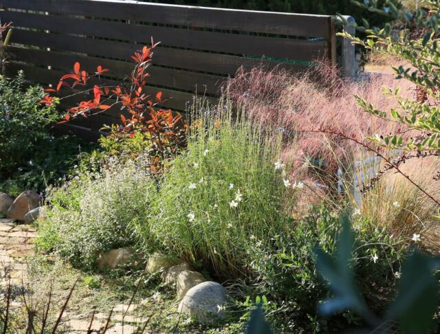 一年目のエキナセアに花が咲かない という問題を おぎはら植物園さんに質問してみました ゆるっとガーデニング