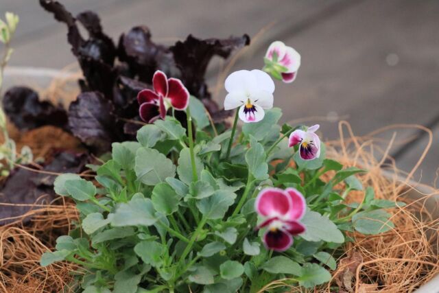 一年目のエキナセアに花が咲かない という問題を おぎはら植物園さんに質問してみました ゆるっとガーデニング